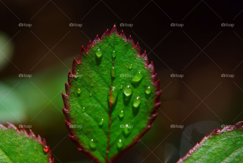 Leaf drops