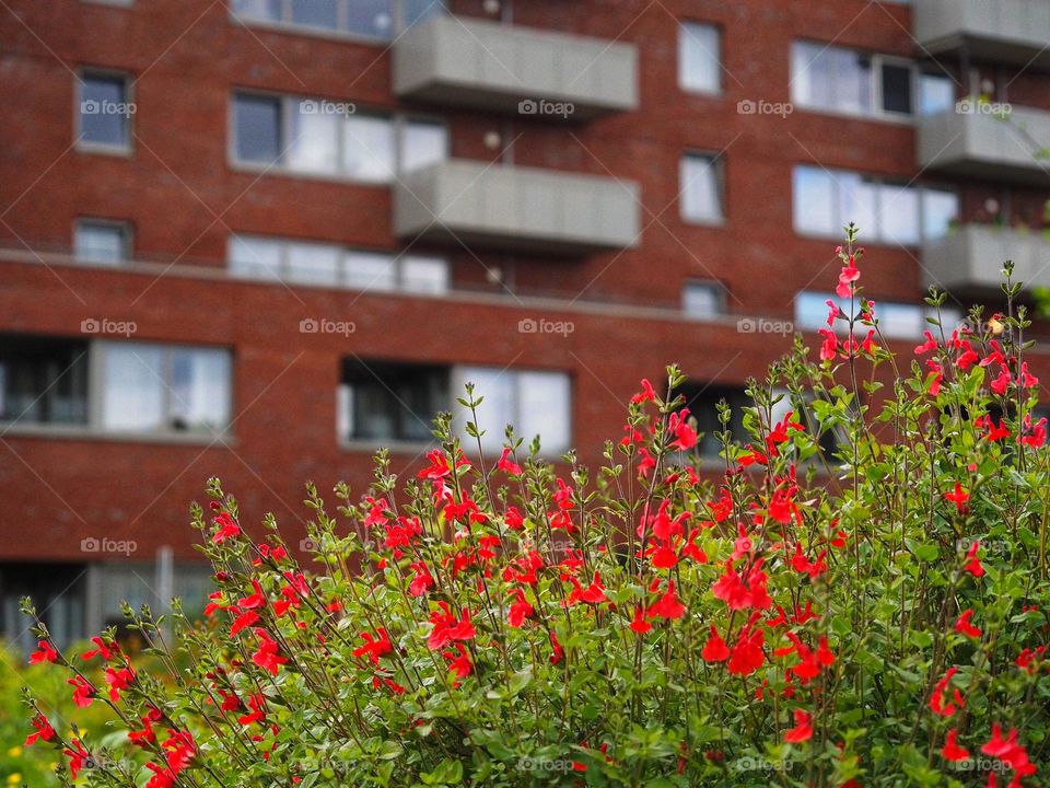 An appartment building with red flowers in the city, beautiful colorful nature in the city
