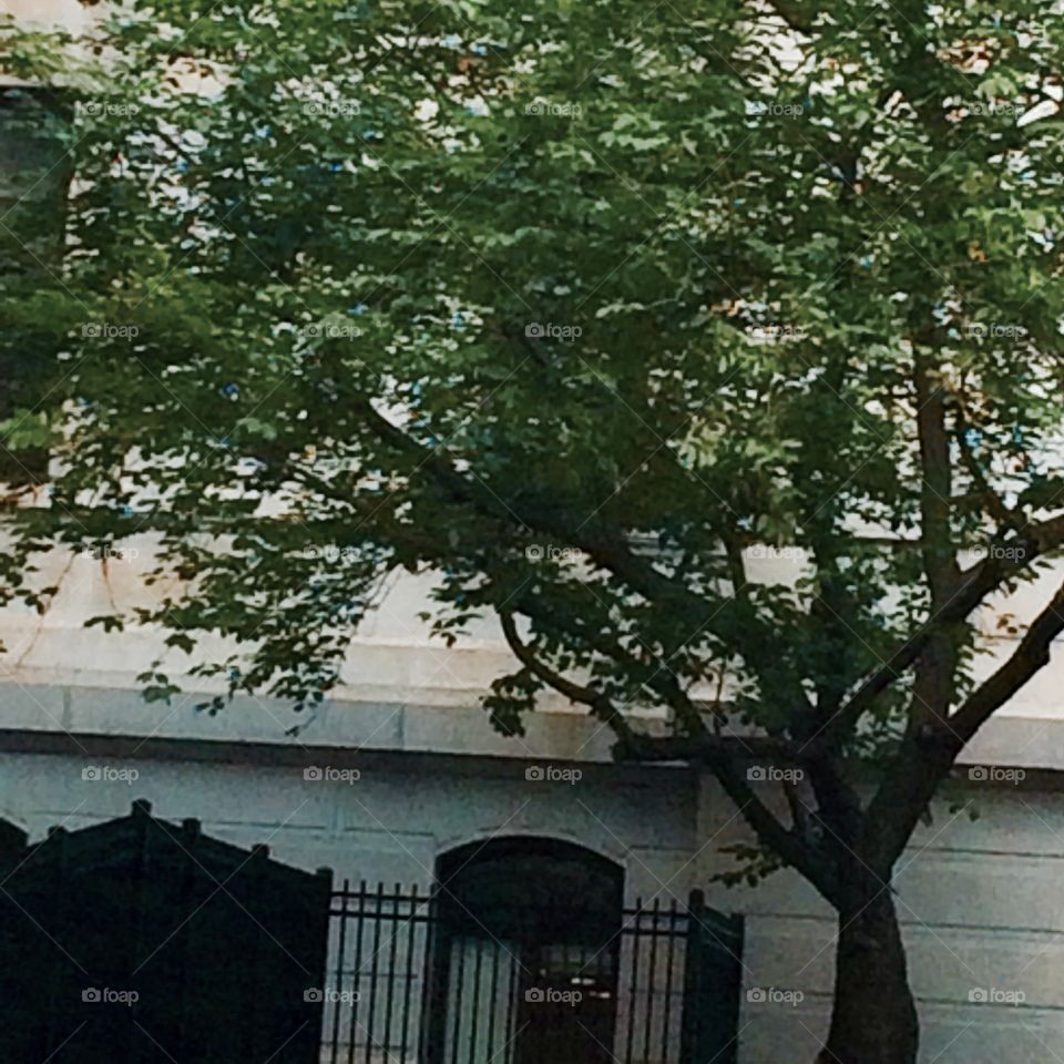 Tree in City Hall. I love trees