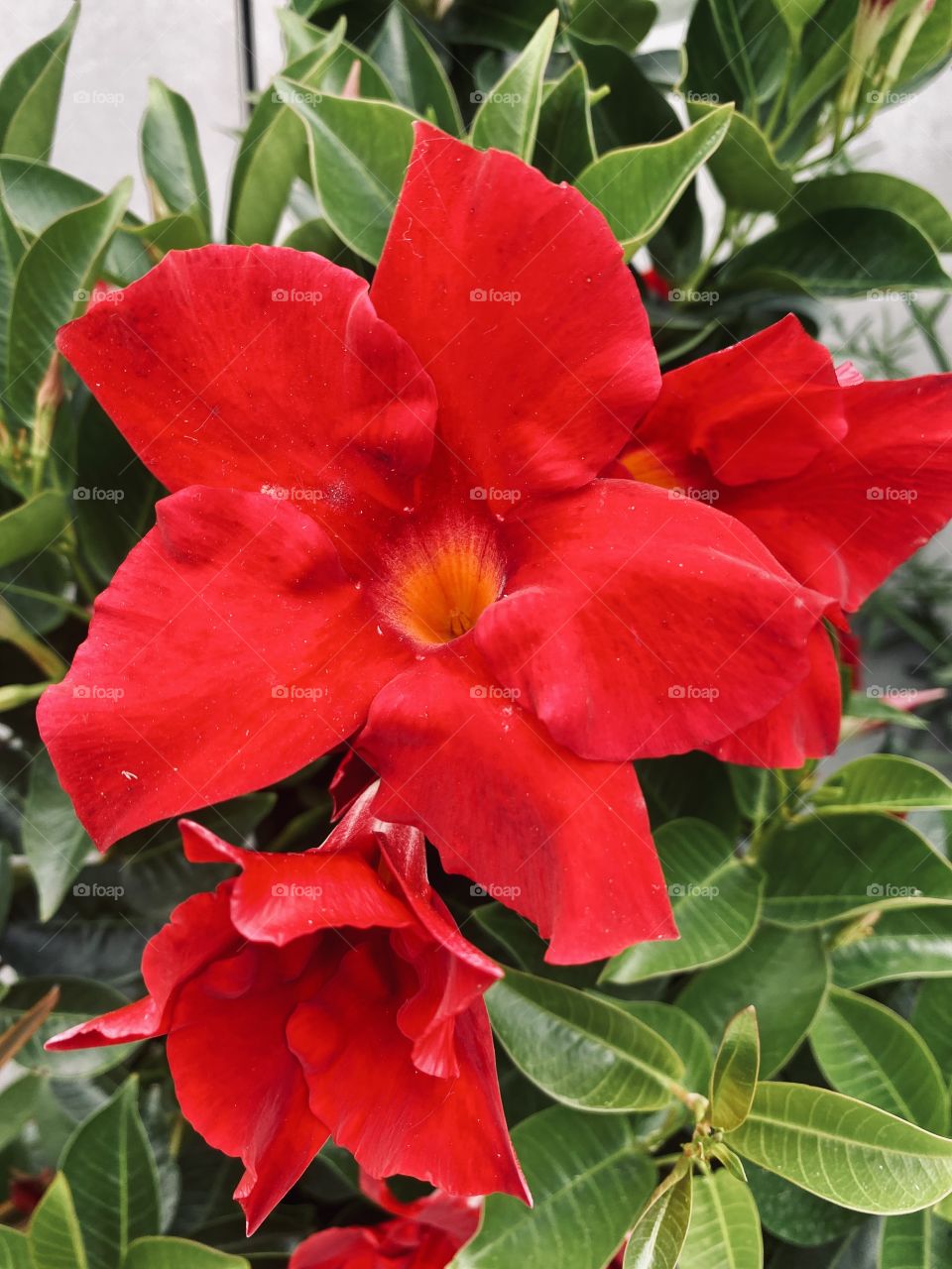 Red flower in the garden 