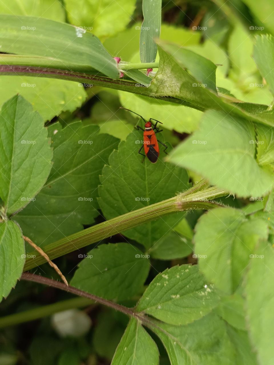 Dysdercus cingulatus