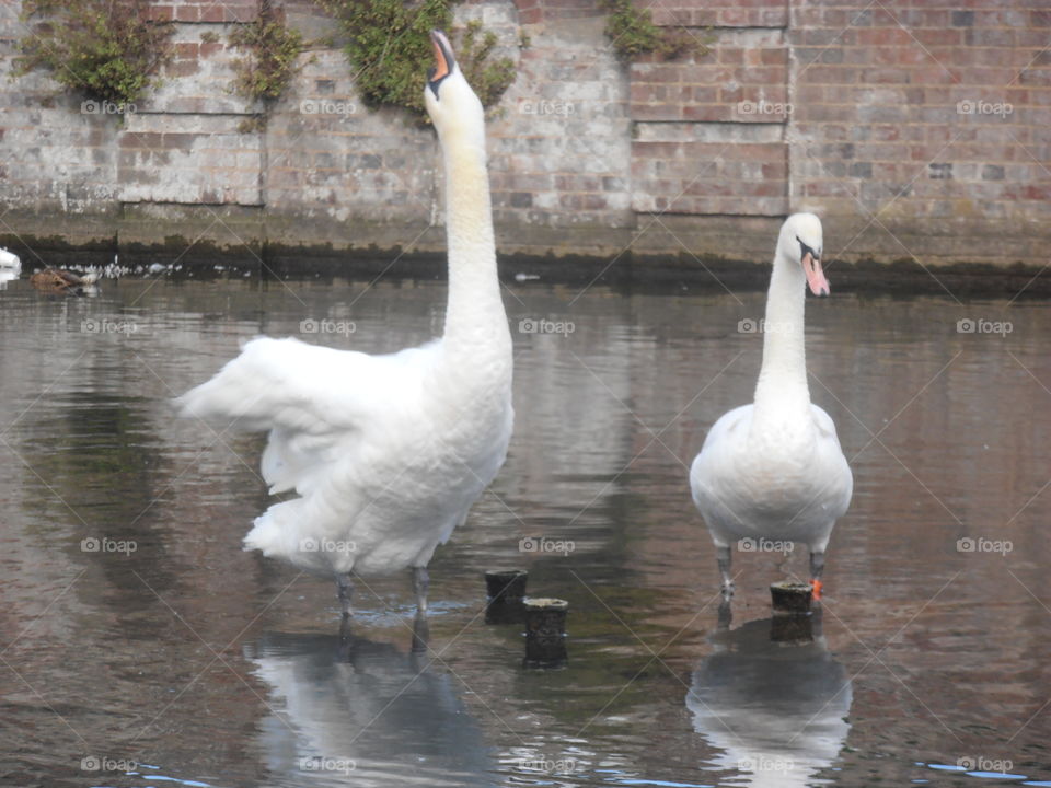 Swans Stretching