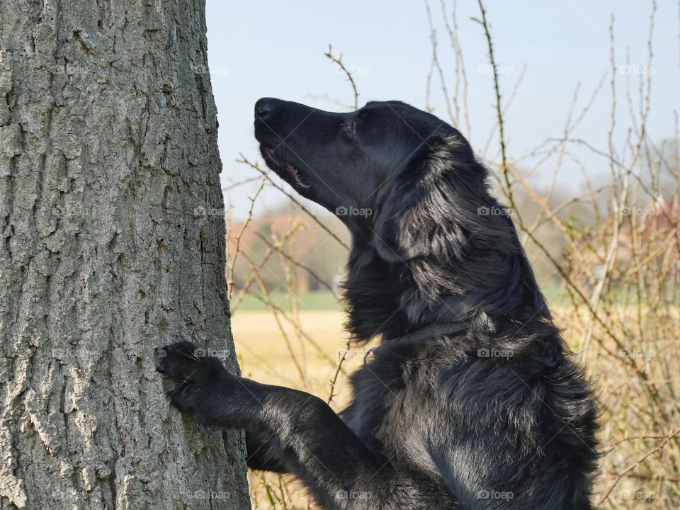 Sniffing at tree trunk