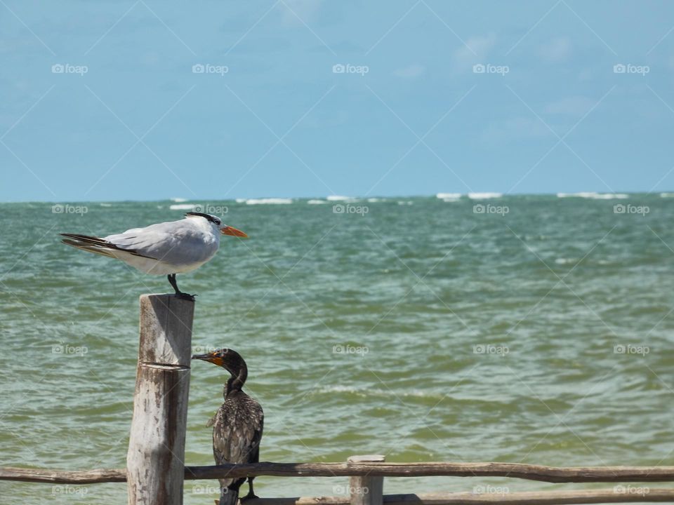 Gaviotas y pajaros posados en maderas a la orilla del mar en la playa