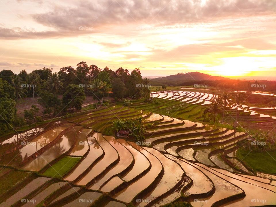 terrace rice fields with sunset