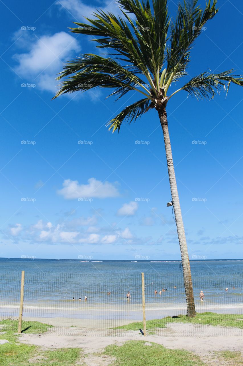 coconut tree on the beach