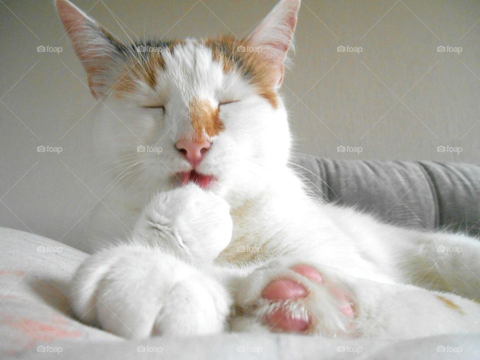 Close-up of cat with eyes closed