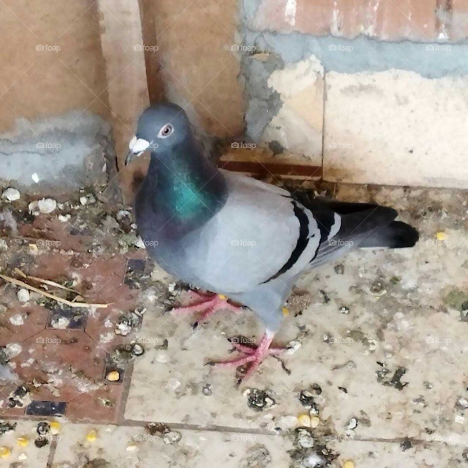 Beautiful pigeon looking at camera.