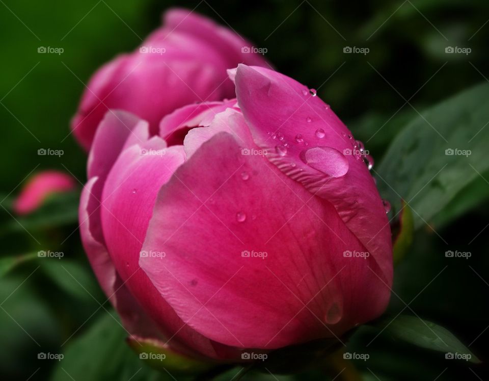 Pink flower