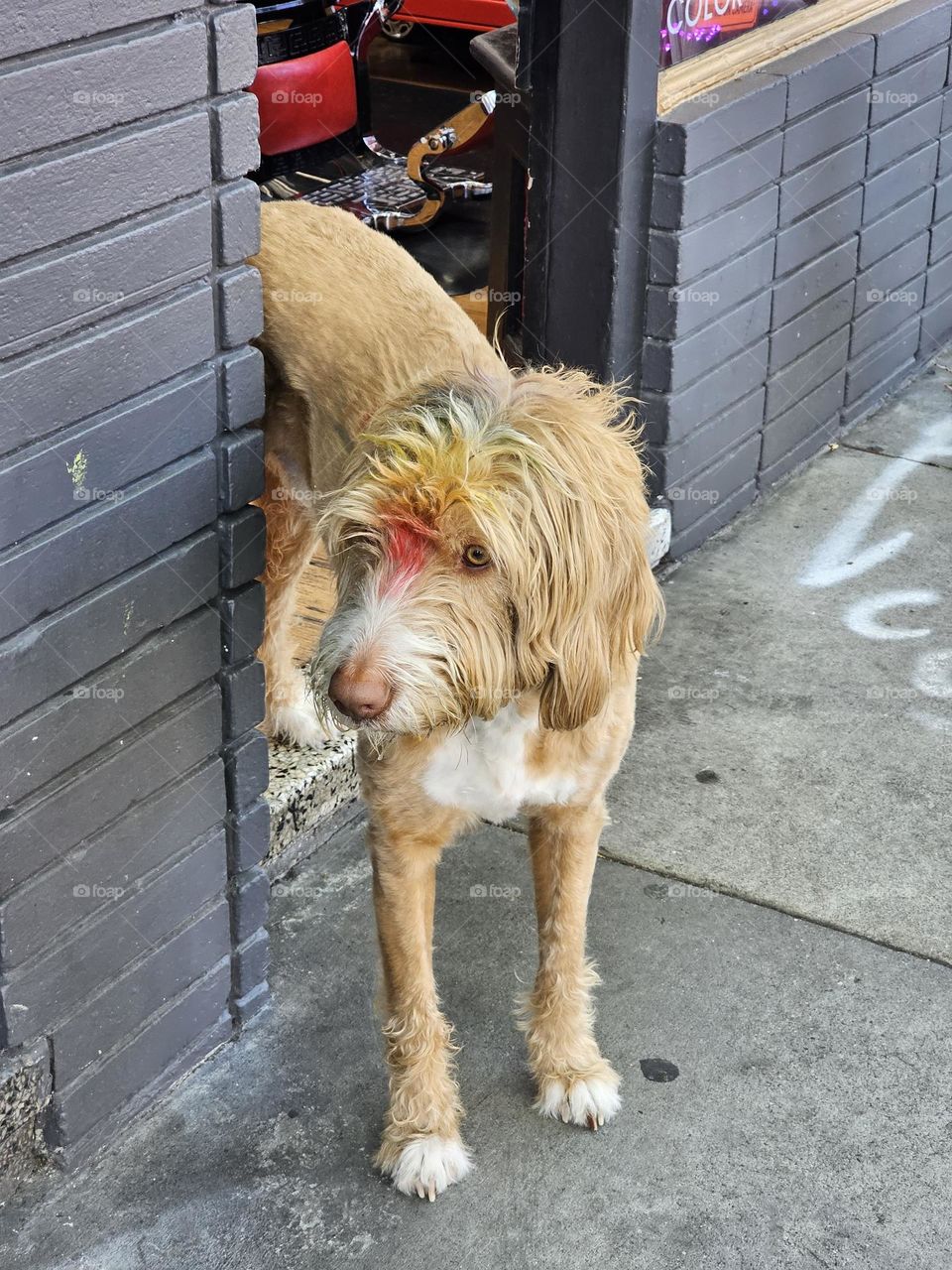 a rock and roll dog from united state