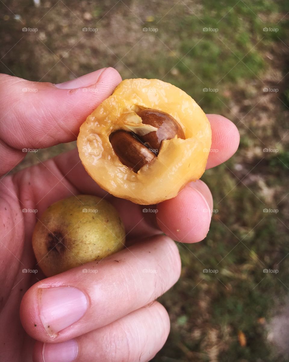 Loquat fruit