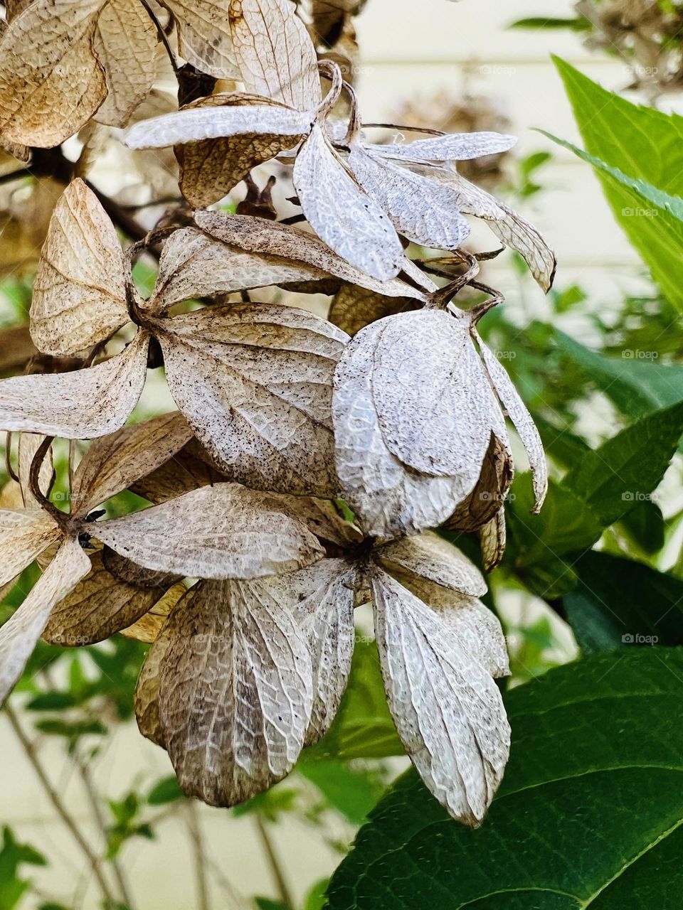 Closeup dried blooms of hydrangea shrub, waiting for new spring blooms.