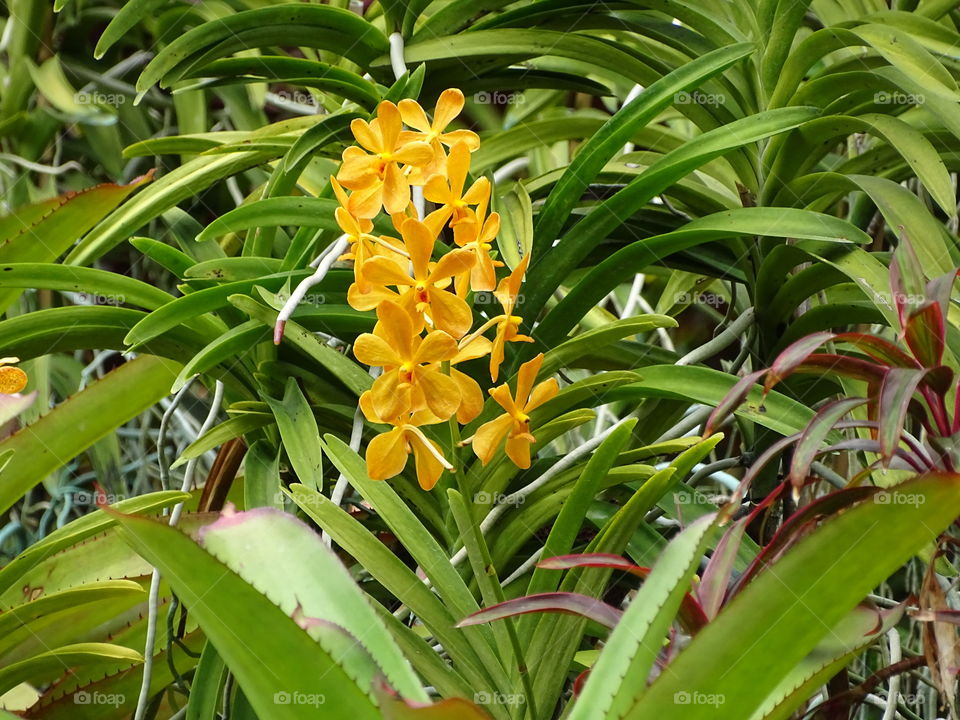 Yellow orchid in Flower Dome Garden by the bay Singapore