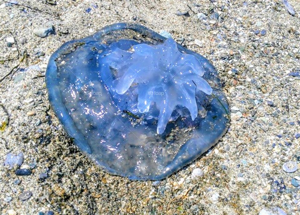 Jellyfish