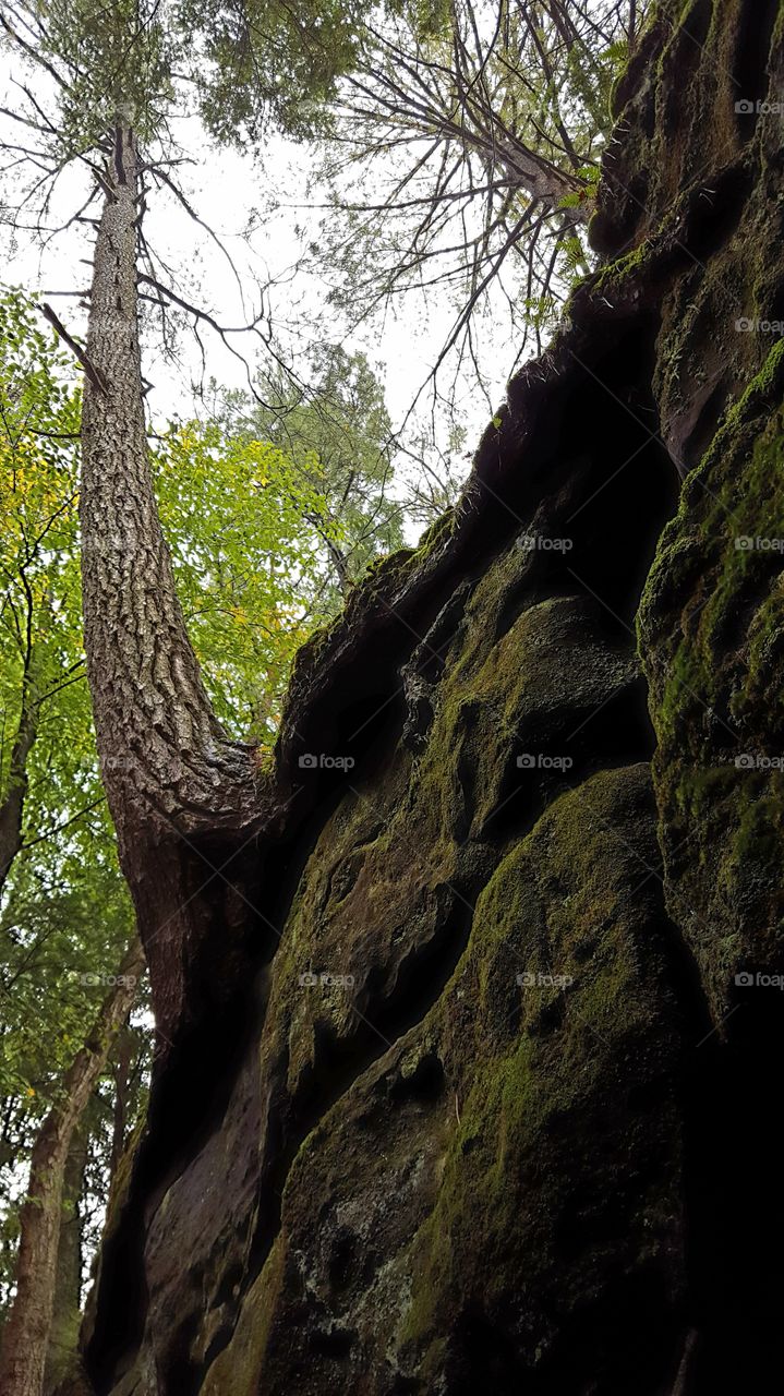 A large tree growing on the side of a cliff boulder in the forest.