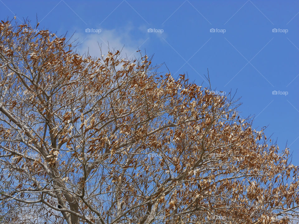 Dried Pods on Tree In Spring