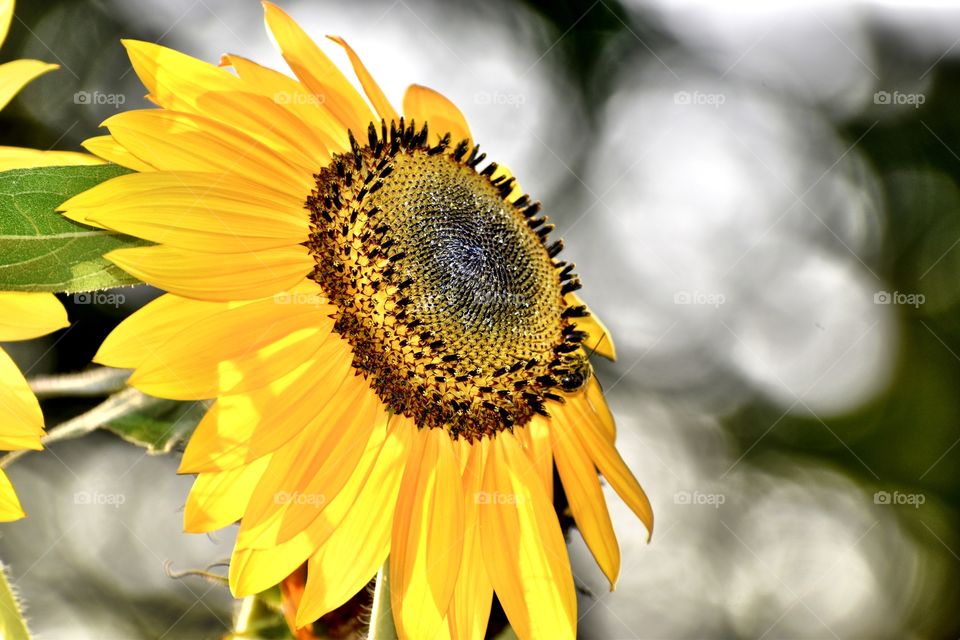 Sunflower beauty 