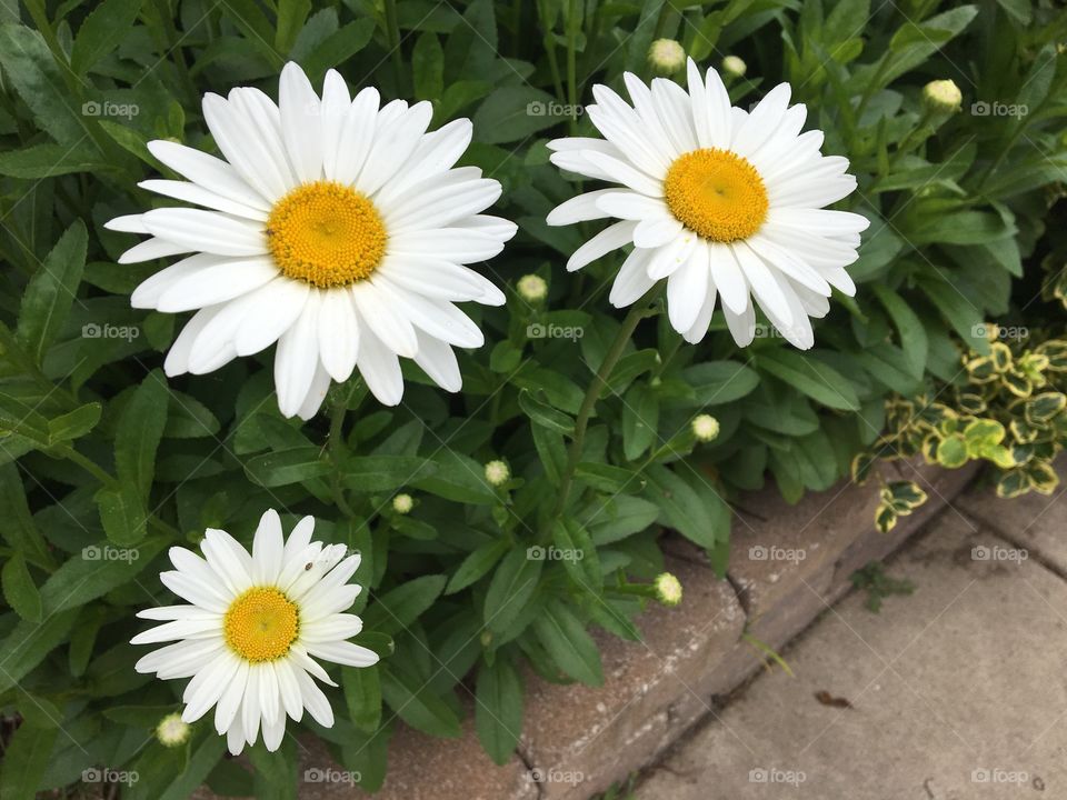 3 daisies