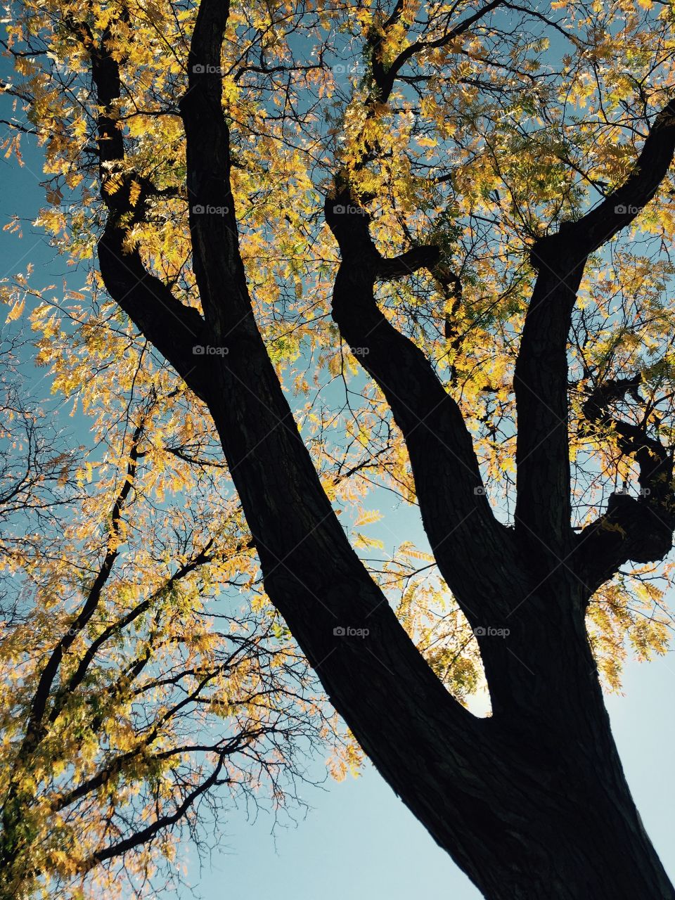 Yellow Autumn tree 