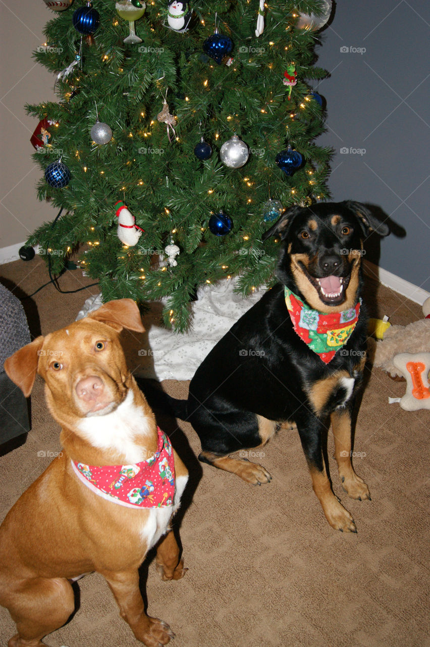 Jake, the shepherd mix and Keagan, the Pitt mix love Christmas and are bffs. 
