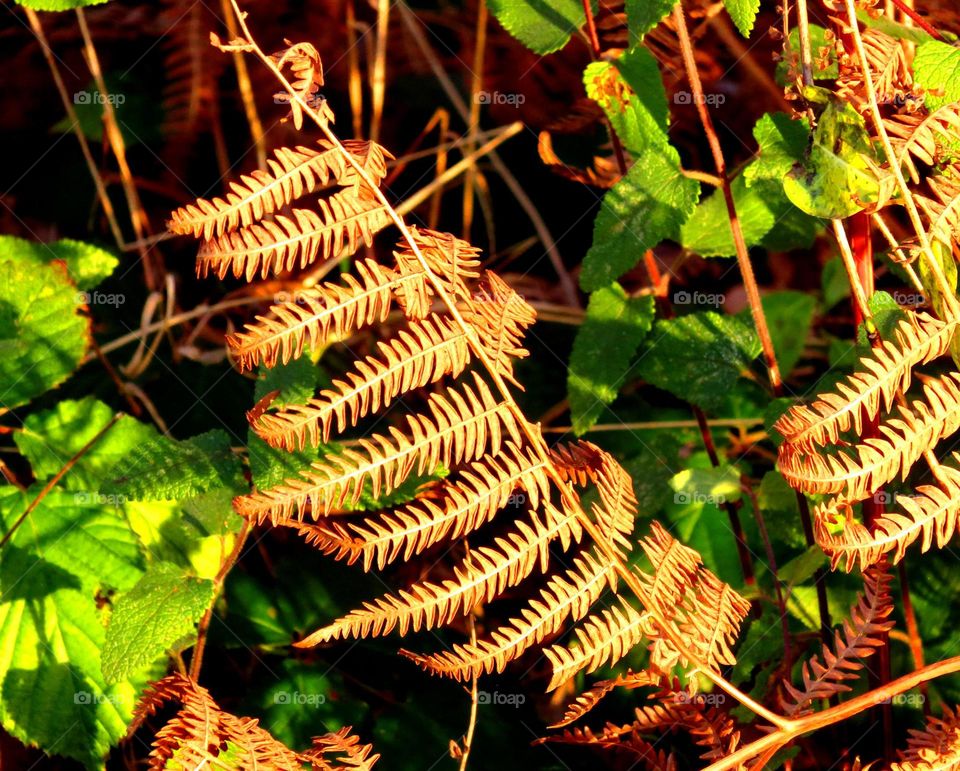 fern in magical forest in Marchiennes North of France