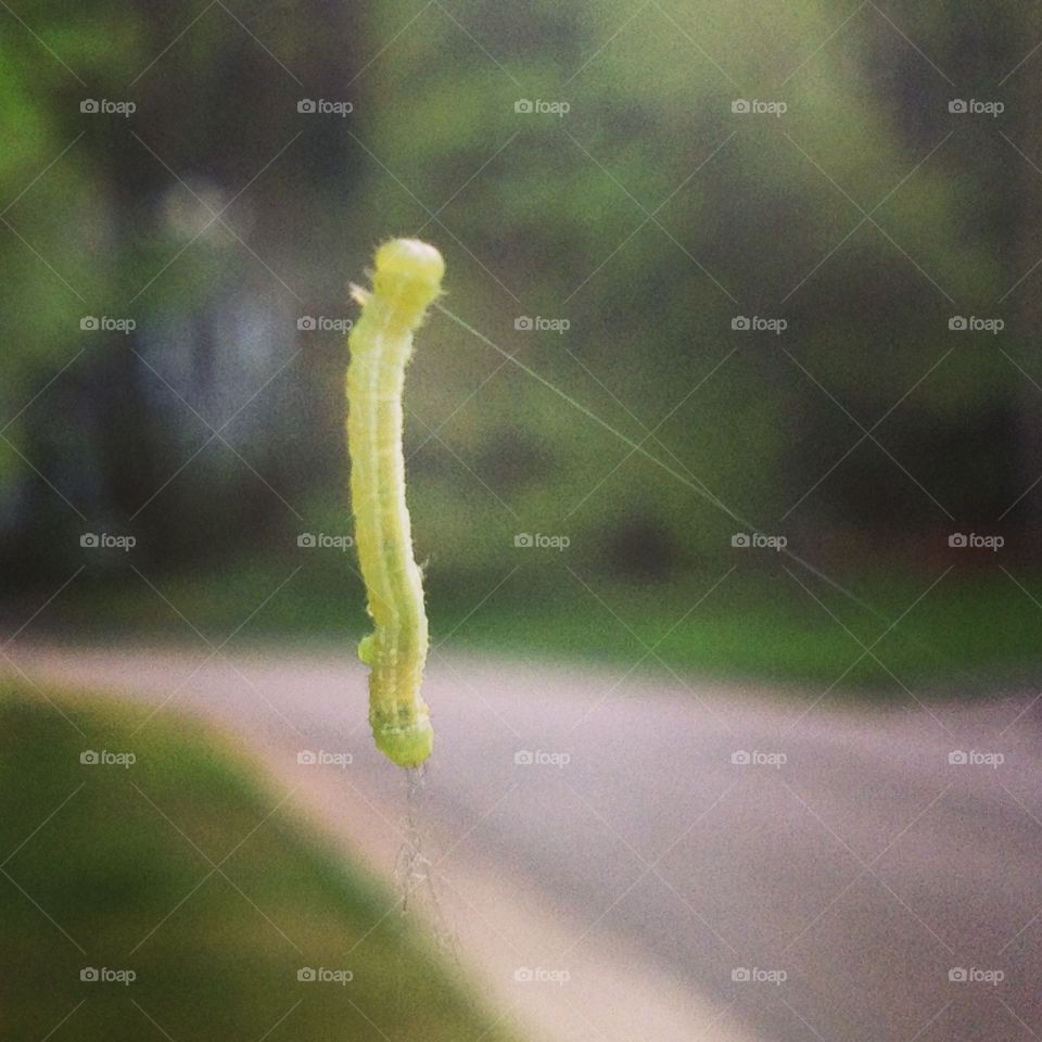 Dangling inchworm . Inchworm, spring, outdoors, virginia, 