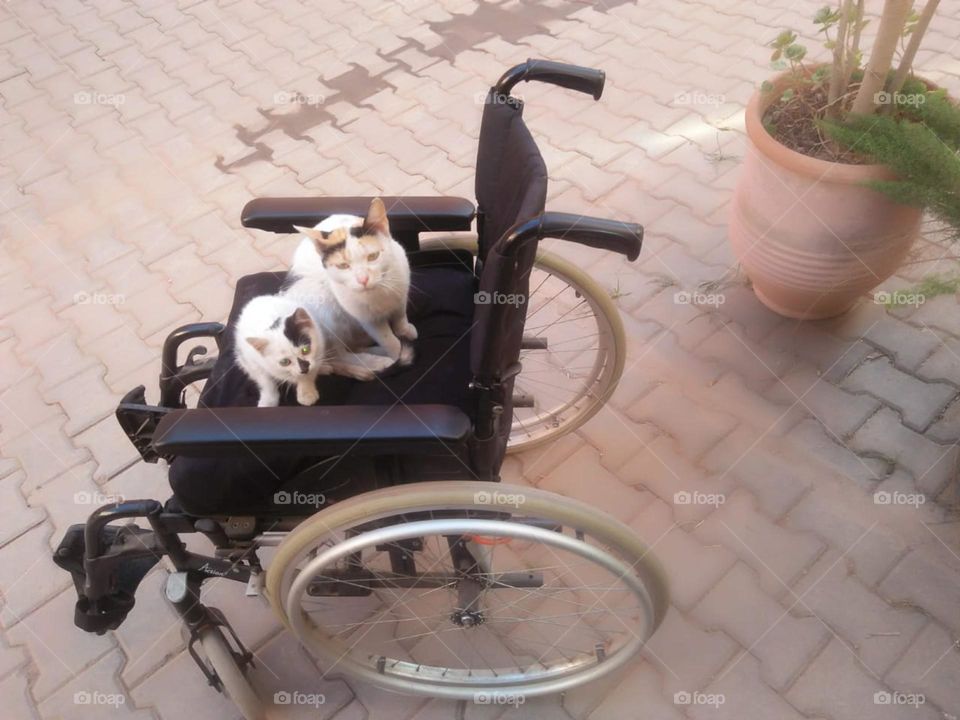 The mom cat and its kitten  on the wheel  chair