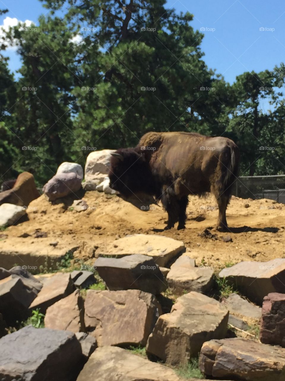 Outside at the local safari. It is a giant buffalo as part of the tour. 