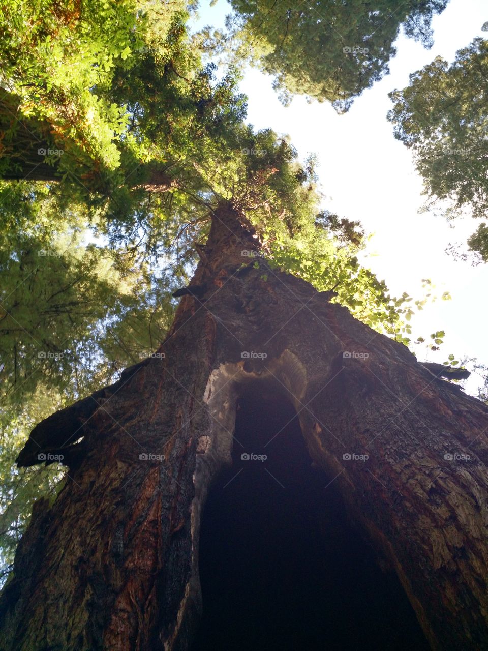 Redwood Forest. California