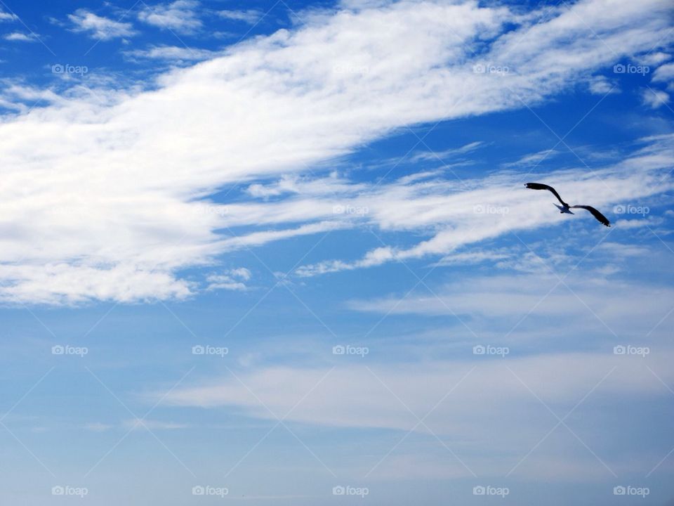 Seagull against a blue sky