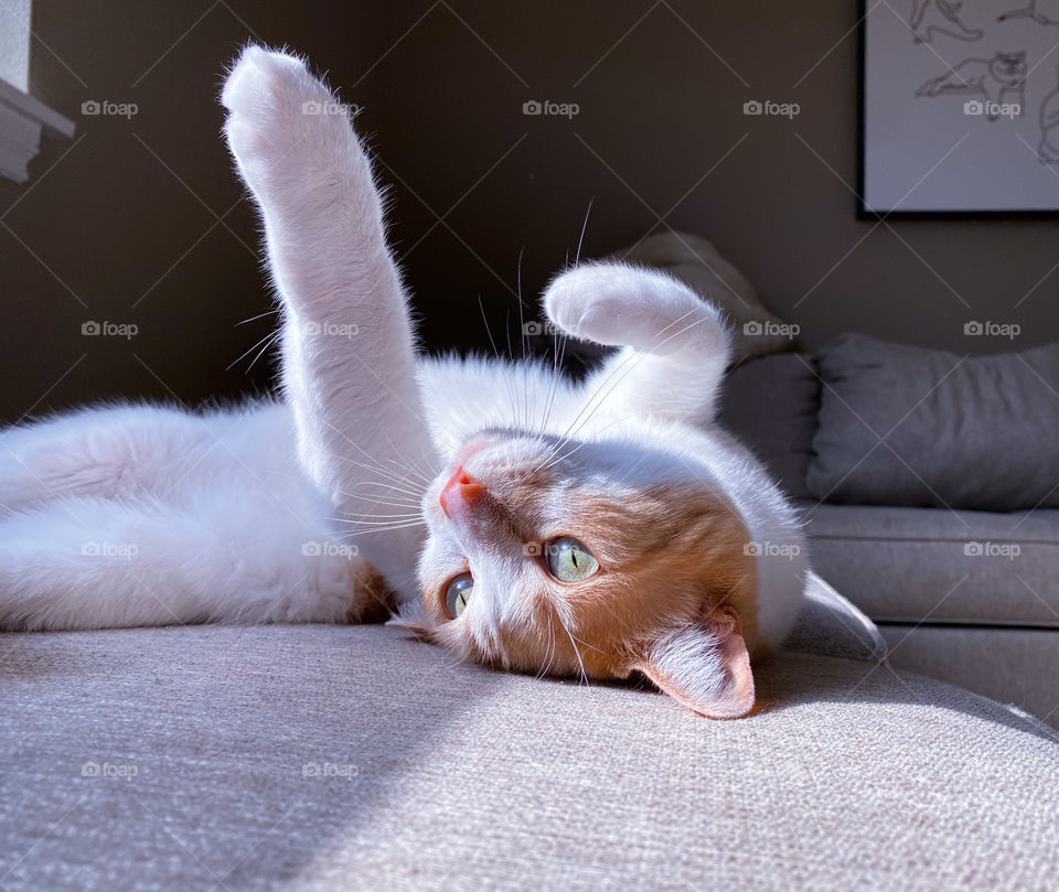 Cat napping on his back in the sunlight 