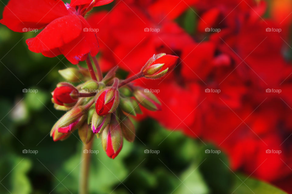 Red flowers in bloom