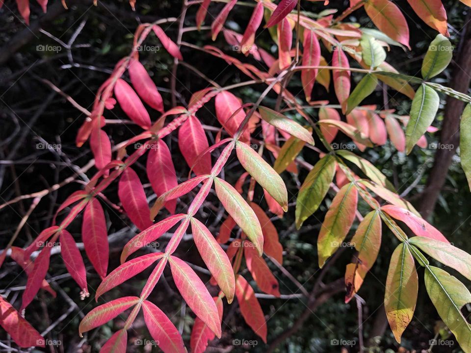 Pretty red leaves