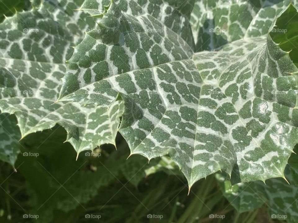 Speckled thorny leaf 