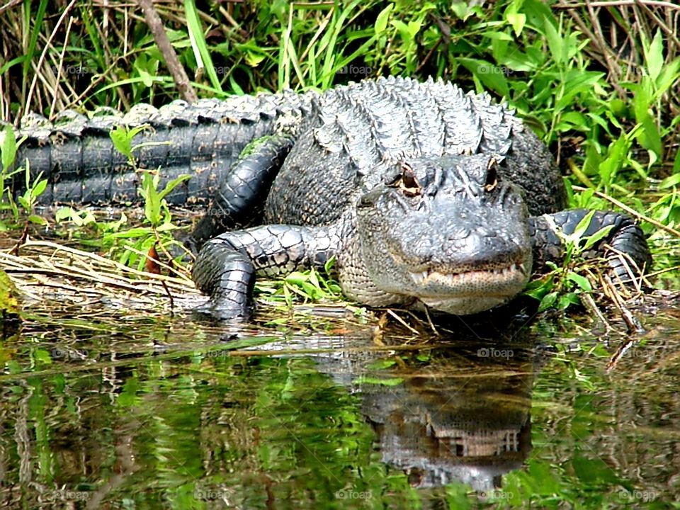 Alligator in Wakulla River Florida