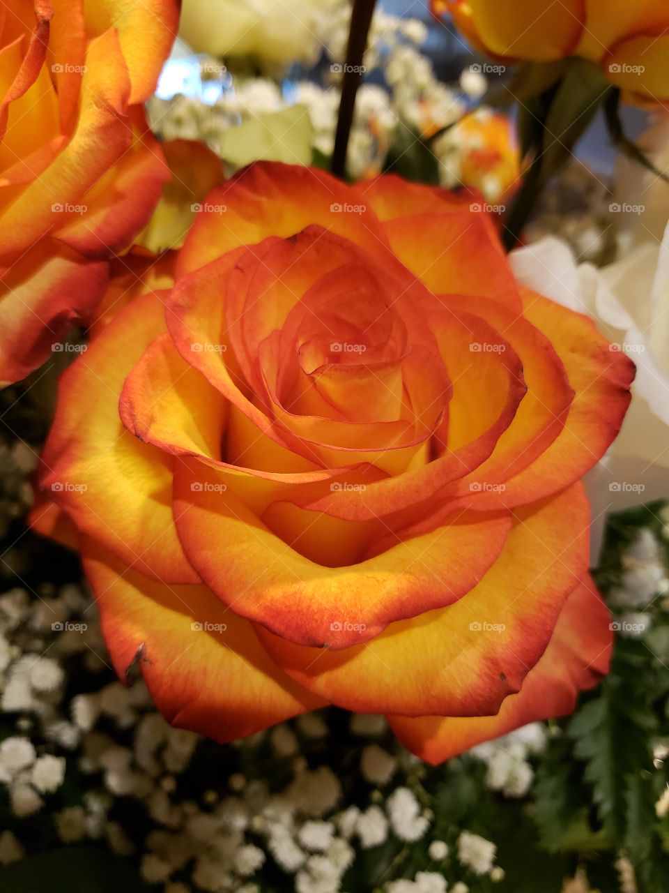 Halloween Rose