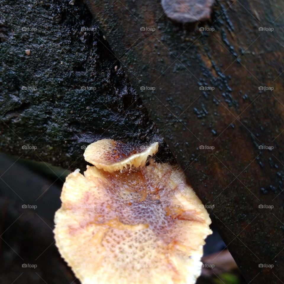 Toxic mushrooms by Geyol Sisalak