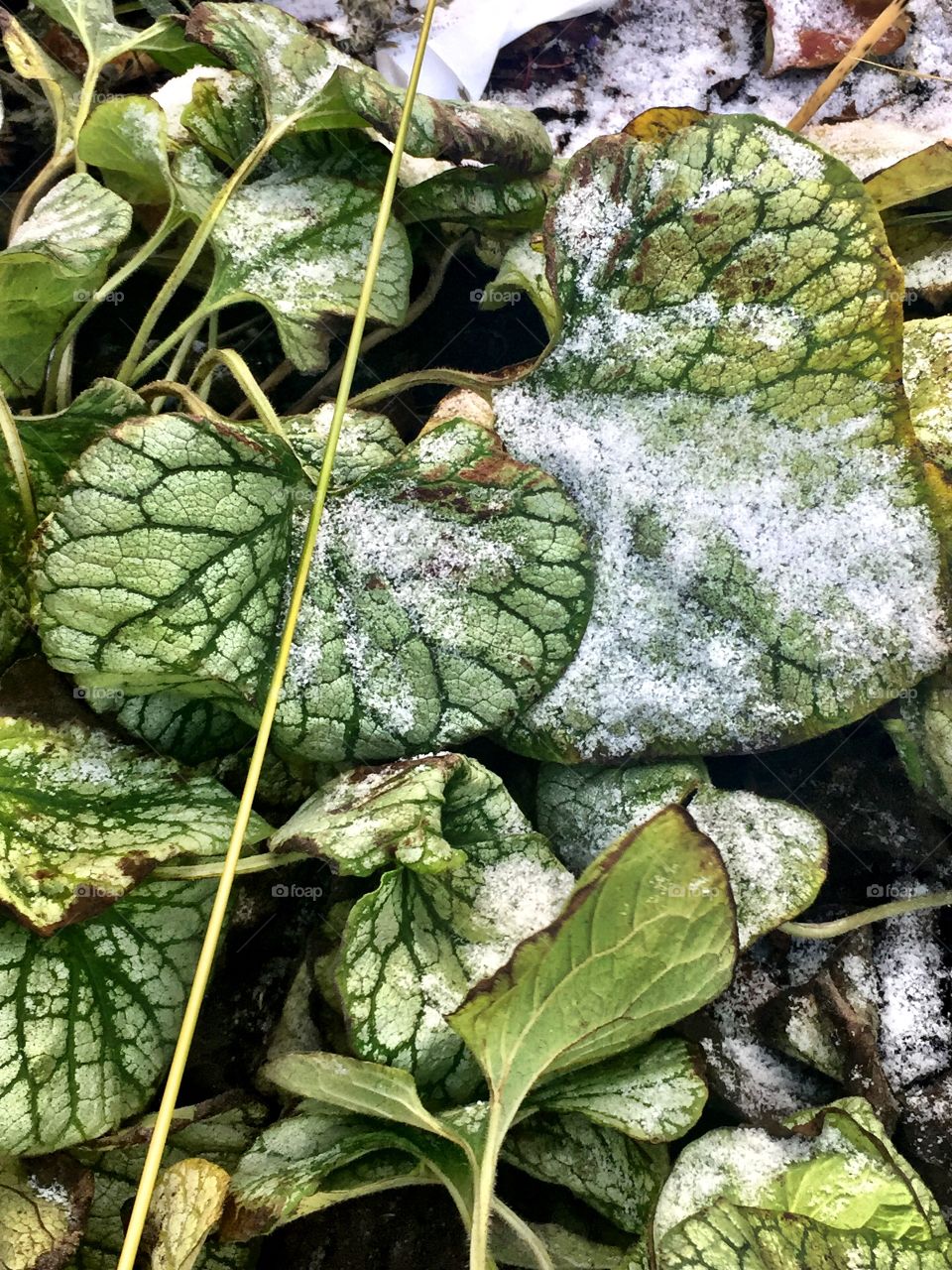 Frozen plants 