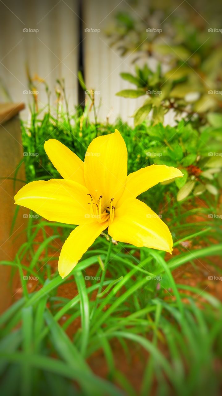 flor amarela - ylow flower