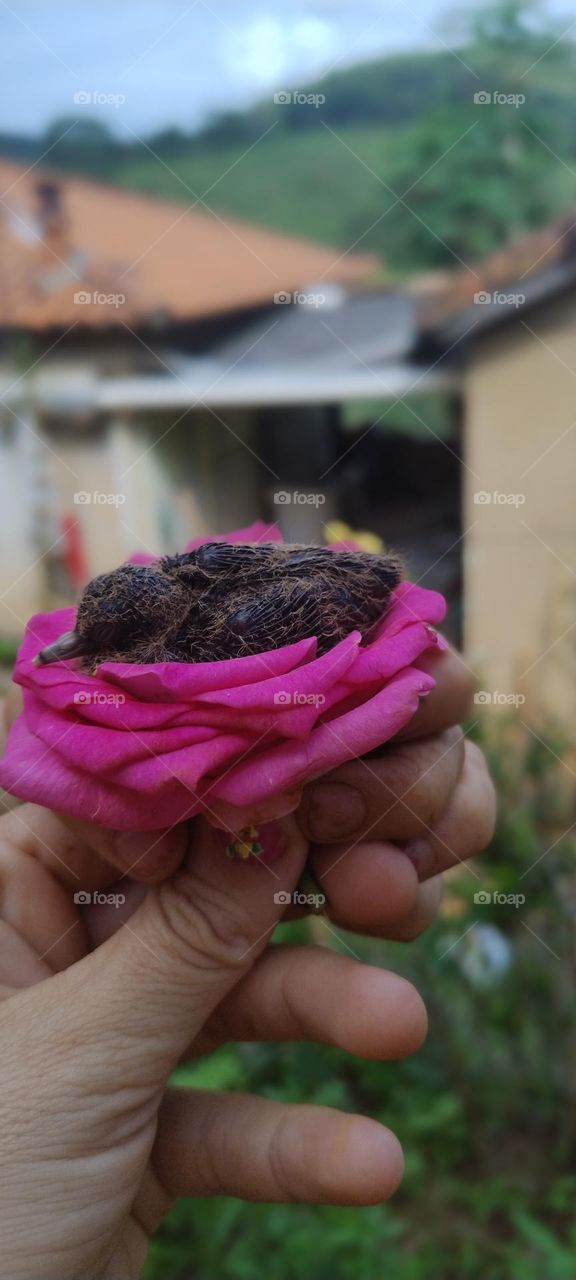 little bird in the colorful nest