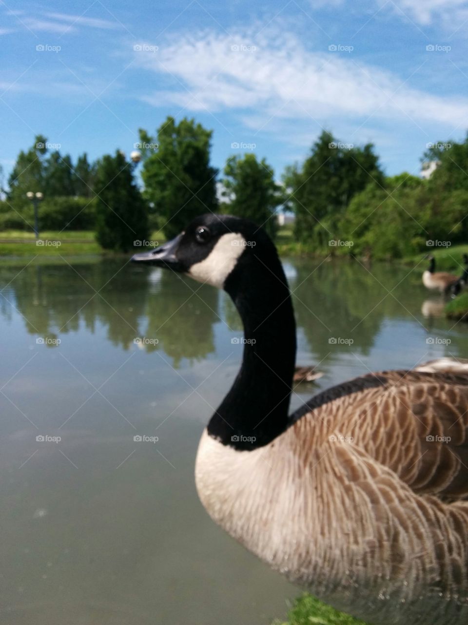 In focus goose. Close up of goose with blurred background