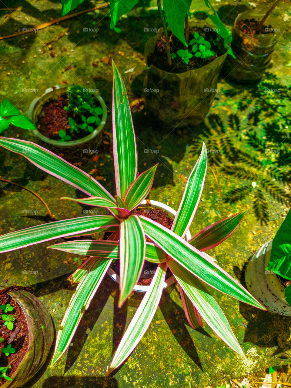 foro com ótima resolução, e editada conforme as cores.