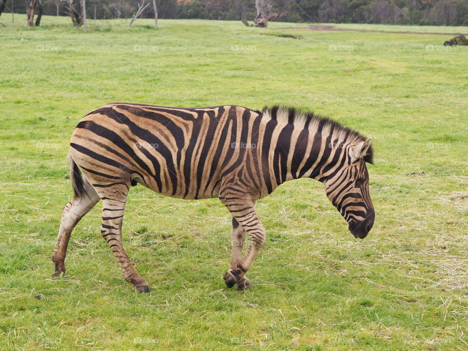 Zebra