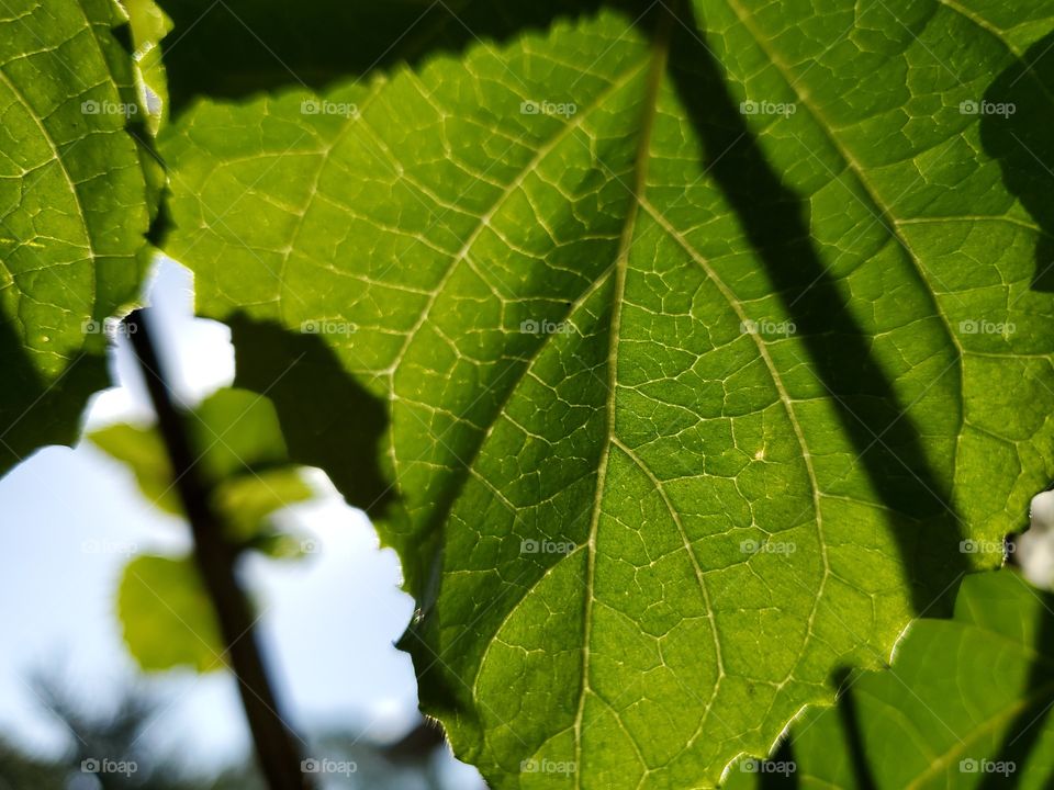 close up green foliage