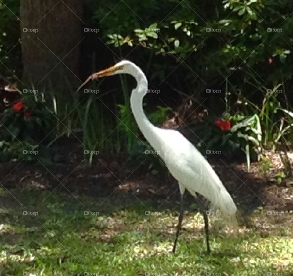 Lizard lunch. White Heron