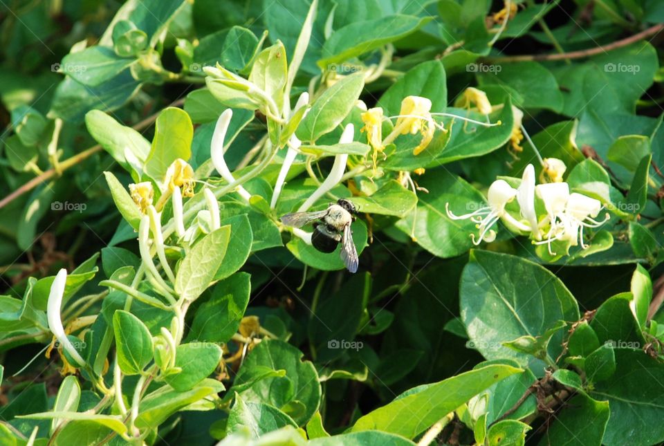 Hard at work on the honeysuckle