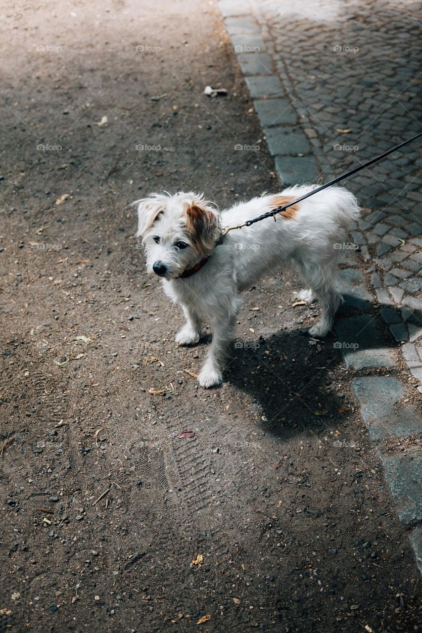 Small dog standing in the street 