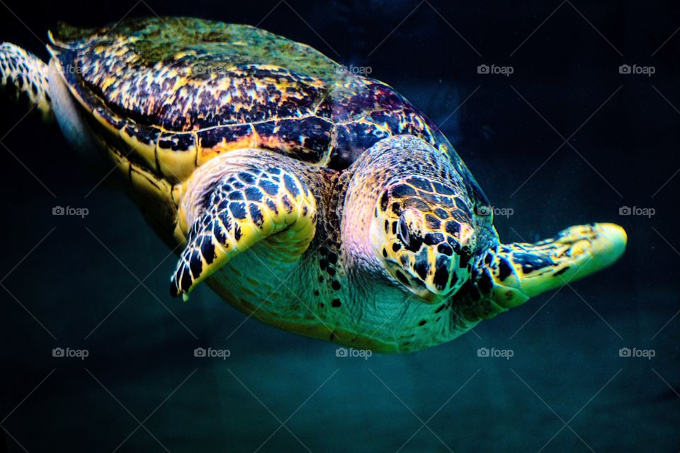 Sea turtle