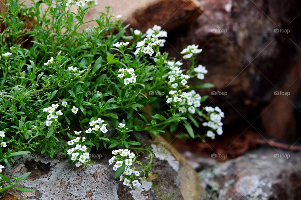 White Alyssum 