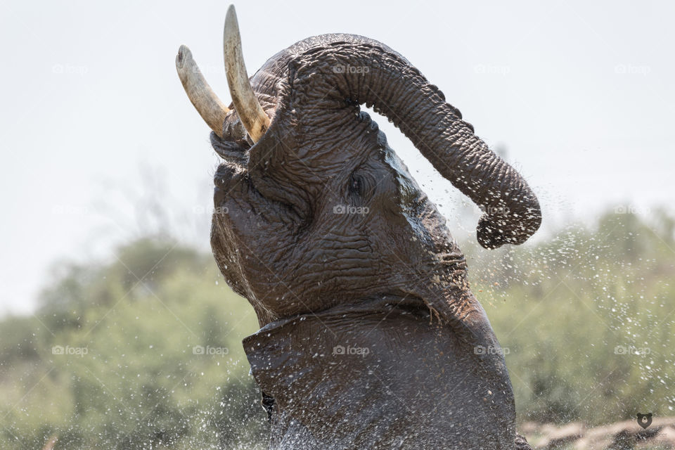 Elephant enjoying the water - Godzilla